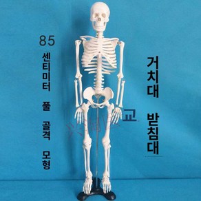 해골모형 전신 성인 교육 모형 학습 180cm 해부학 골격 인체, A.85cm전체뼈뼈(흰색)