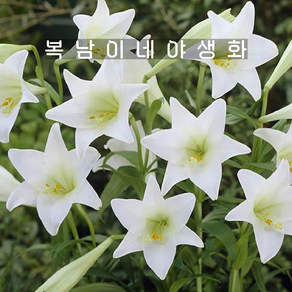 철포나리 [4포트 복남이네야생화 모종 아이리스 릴리 백합 나리꽃 대만나리]