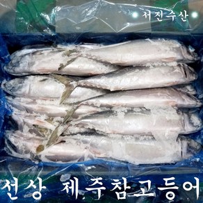 제주참고등어 특대 5마리 6.5kg(마리당 650g내외)