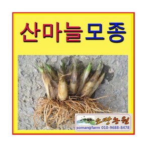 WC(소망)산마늘모종(약4년생이상 30촉)/명이나물/, 1개