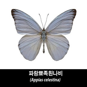 파랑뾰족흰나비표본-Appias celestina, 1개