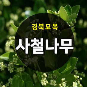 [경북농원] 사철나무묘목 3년생/수고 1M이상 조경수 정원수 울타리, 1개, 사철나무 H.80cm이상  1주