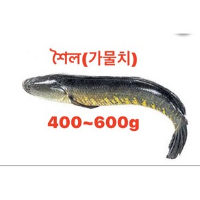 S. N. FOOD FROZEN SHOL(SNEAKHEAD) WHOLE 400g UP 통가물치, 1개