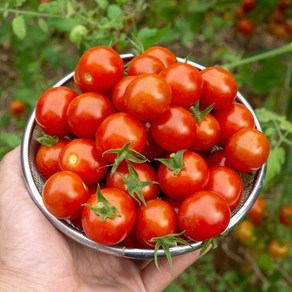 대추방울토마토, 1개, 750g