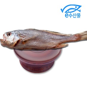 마산어시장 말린 반건조생선 제수용 침조기 대 34cm 긴가이석태 황민어 굴비 제사용 생선, 침조기대34cm, 1개