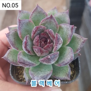 다육식물- 희귀 다육 100가지 모아보기, 1개