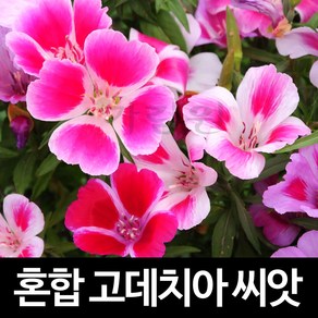 혼합 고데치아 씨앗 고데티아 종자 클라키아 50알, 1개