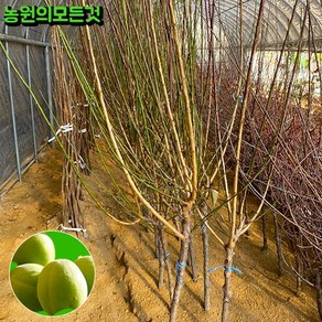 슈퍼 매실나무 묘목 결실주 3년 청매실 홍매실 왕매실, 왕홍매실, 1개