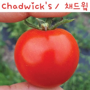 채드윜 Chadwick's Chey 달콤한방울토마토 희귀토마토 교육용 체험용세트