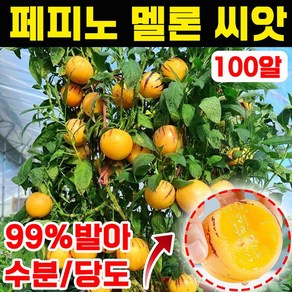 [쉬운 재배] 페피노 멜론 씨앗 우유향 황금 멜론 재배 모종 묘목 과육 인생과 건강 장수 혈당관리 과일, 100개