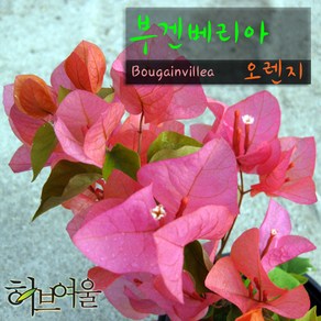 [허브여울] 부겐베리아 주황/오렌지 (Bougainvillea) 지름 15cm 중품화분