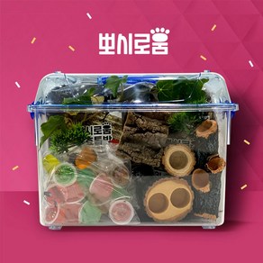 뽀시로움 장수풍뎅이 사슴벌레 키우기 기르기 (곤충 미포함) 집콕키움세트 사육세트