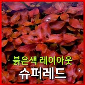 [수초농부] 루드위지아 슈퍼레드 붉은 수초 레이아웃