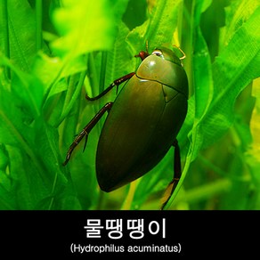 물땡땡이키우기 Hydophilus acuminatus