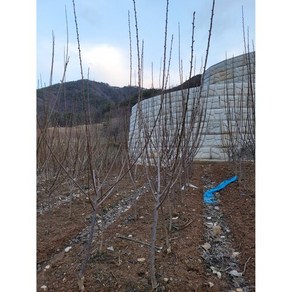 자두나무 새콤달콤 맛좋은 왕자두 3년생분묘 결실주, 1개, 분묘