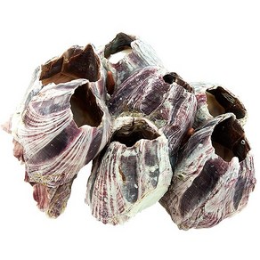 PRFISH 따개비, 소, 1개