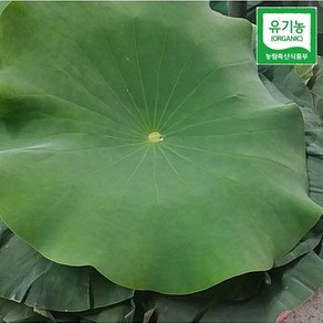 올댓리빙 유기농 연잎 냉동연잎 2kg 약 20장, 1개