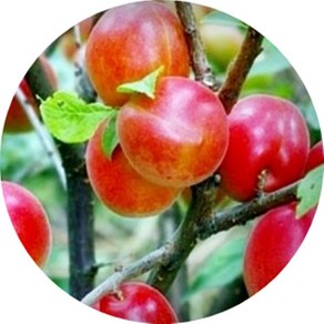 사과나무 5 결실주 과일나무, 알5, 1개