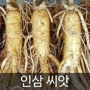 미개갑 인삼씨앗 장뇌삼 씨앗 ginseng seed 50알, 1개