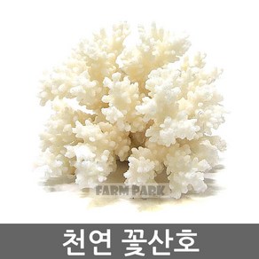 팜파크 천연 꽃산호 (중) 산호 어항장식 수족관장식, 1개