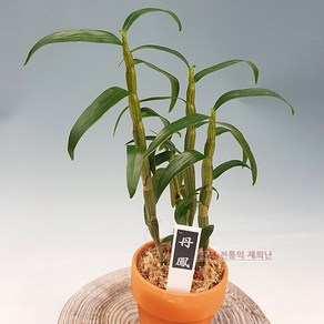 [재희난] 석곡-'단봉', 1개