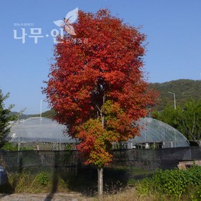 [나무인] 복자기단풍나무 분뜨기 지름3cm 차량배송, 1개