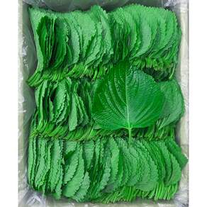 국내산 밀양 깻잎 1kg 1박스