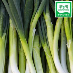 친환경 무농약 흙 대파 1kg 2kg 3kg, 1박스, 무농약 대파 1kg