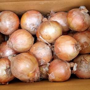 [디어푸르츠] 국내산 양파 잘말려 단단한 무안 햇 양파, 1박스, 3kg(소)