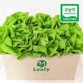 [단품] 리피 버터헤드 유러피안 샐러드 상추 산지직송 무농약 당일수확, 1개, 500g