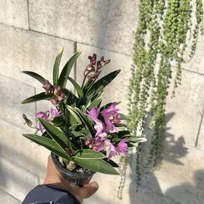 꽃대없음 덴드로비움 긴기아남 긴기아난 복륜 핑크, 1개