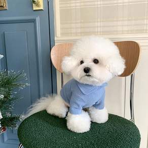 투니스 강아지 고양이 겸용 골지 카라 티셔츠, 1개, 블루
