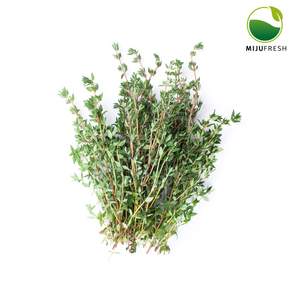 타임생잎허브, 20g, 1개