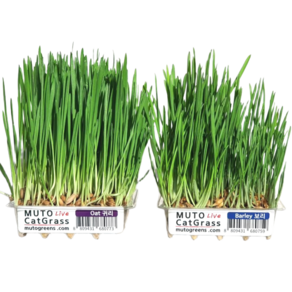 뮤토 잘키운 친환경 베이직 캣그라스 생화 보리/귀리, 150g, 1개, 베이직 귀리