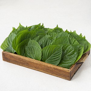 GAP 밀양 깻잎, 1kg, 1개