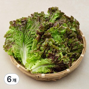 국내산 친환경 적상추, 200g, 6개