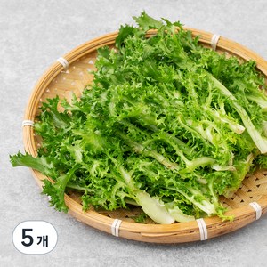 친환경 치커리, 100g, 5개