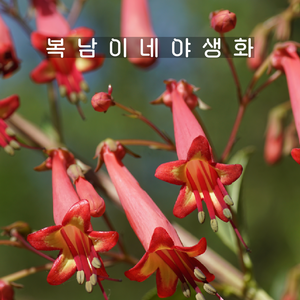 케이프후쿠시아 [2포트 복남이네야생화 모종 노지월동 푸시아 피겔리우스 phygelius], 2개