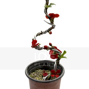 [꽃사랑식물나라] 홍천조 야생화 관목 분재 명자나무 플랜테리어 정원수 식물키우기, 1개