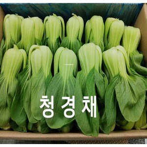 청경채 국내산 청경채 4kg 야채맘, 1개