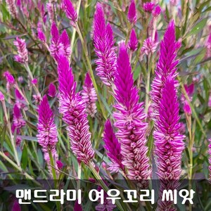 [해피플라워] 맨드라미 여우꼬리 플라밍고 씨앗 1g(약 1200립) / 봄 여름 파종 꽃씨, 1개