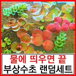 수초하우스) 물에 띄우면 끝. 초보 부상수초 랜덤세트(알아서 보내줌), 심플세트, 1세트