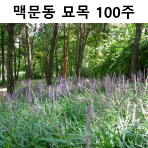 맥문동 묘목 100개 정원가꾸기 조경 관상수 야생화, 상품선택