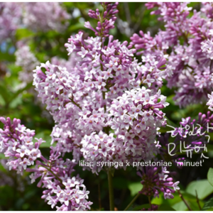 lilac 미뉴엣 [1포트] 프레스토니아 라일락(복남이네야생화 여름 야생화 정원수 꽃나무 라벤더퍼플 syinga x pestoniae minuet), 1개