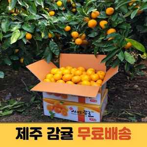 당도선별 제주 노지감귤 조생 극조생 밀감, 중대과(L-2L), 1개, 10kg