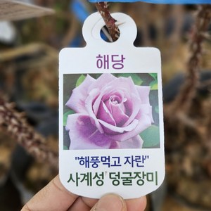 [새싹에서 나무까지] 사계 줄장미 (해당) 개화주 (포트묘), 1개, 해당 개화주포트