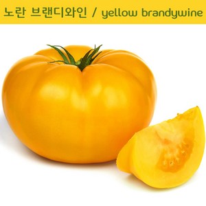 노란 브랜디와인토마토 Yellow Bandywine 달콤한 희귀토마토 교육체험용 세트, 1개