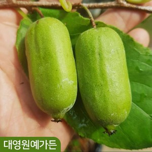 용성2호 왕다래 키150cm 결실주 자가수정 덩굴식물 다래나무, 키150cm 결실주 흙분 (지주대제외), 1개