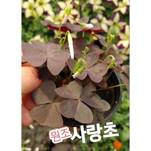 사랑초/꽃말은 당신을 버리지 않을께요, 1개