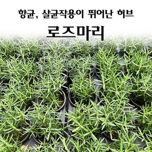 [모종심는아빠] 항균 살균 작용이 뛰어난 허브 로즈마리 모종, 1컵, 1개